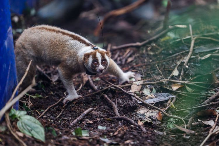 Javan Slow Loris-Garry Lotulung-010