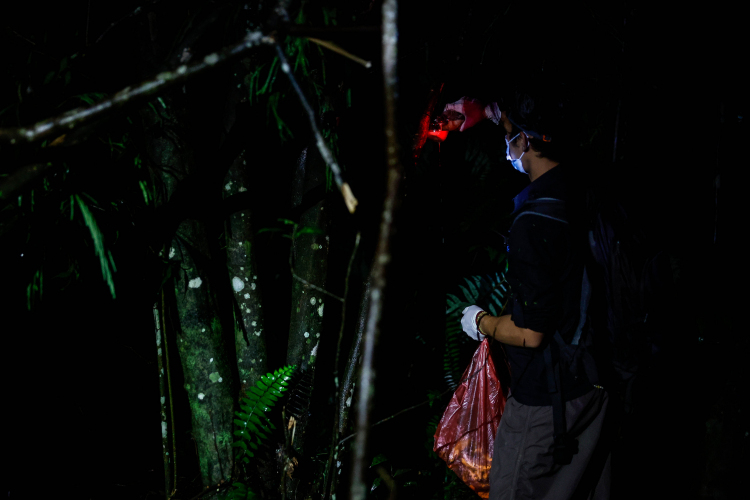 Javan Slow Loris-Garry Lotulung-016