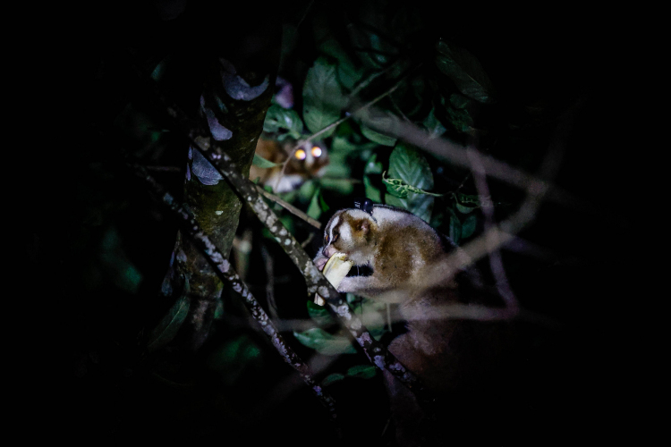 Javan Slow Loris-Garry Lotulung-018