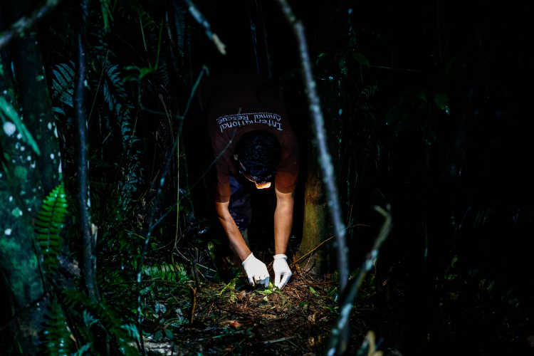 Javan Slow Loris-Garry Lotulung-019