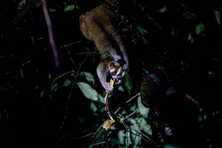 Javan Slow Loris-Garry Lotulung-022