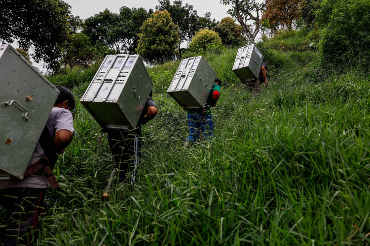 Javan Slow Loris-Garry Lotulung-003