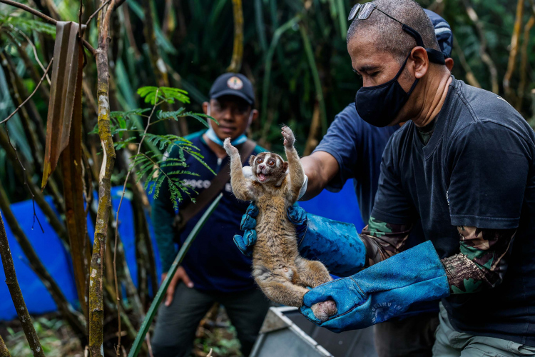 Javan Slow Loris-Garry Lotulung-005