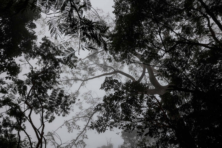 Javan Slow Loris-Garry Lotulung-006