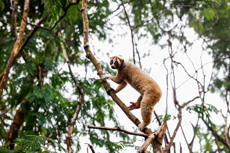 Javan Slow Loris-Garry Lotulung-007