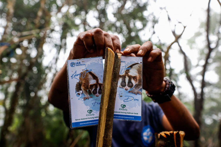 Javan Slow Loris-Garry Lotulung-008