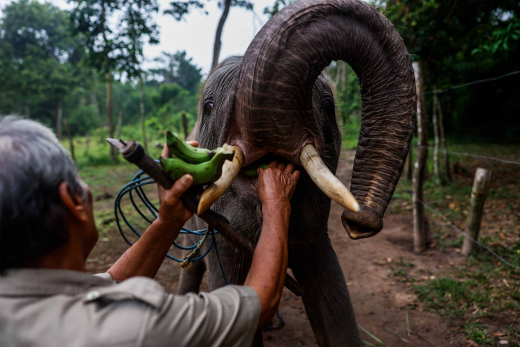 Sumatran Elephant-Garry Lotulung-010