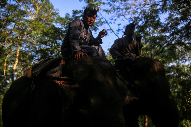 Sumatran Elephant-Garry Lotulung-013