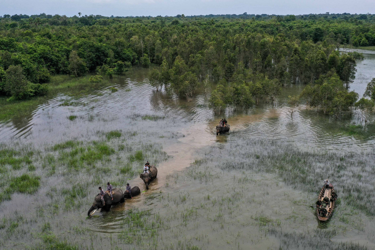 Sumatran Elephant-Garry Lotulung-001