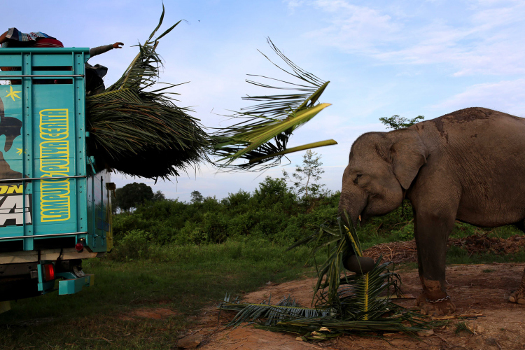 Sumatran Elephant-Garry Lotulung-011