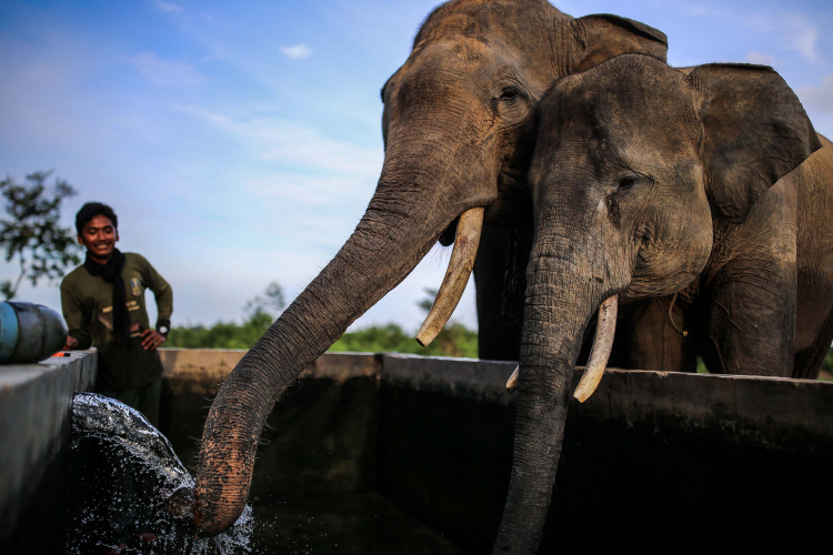 Sumatran Elephant-Garry Lotulung-012