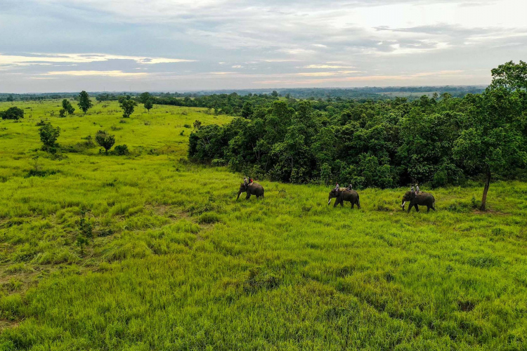 Sumatran Elephant-Garry Lotulung-014