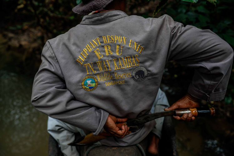 Sumatran Elephant-Garry Lotulung-015