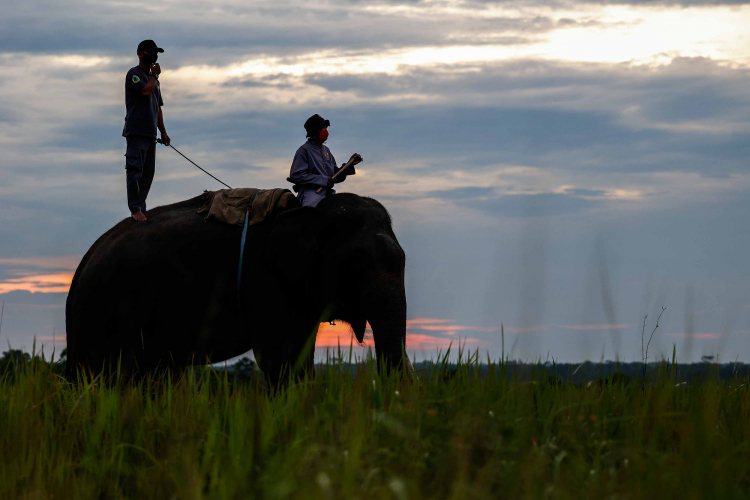 Sumatran Elephant-Garry Lotulung-016