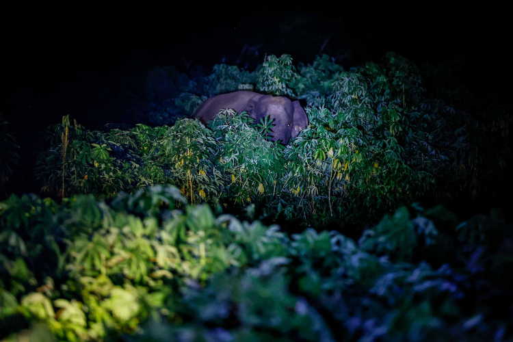 Sumatran Elephant-Garry Lotulung-017