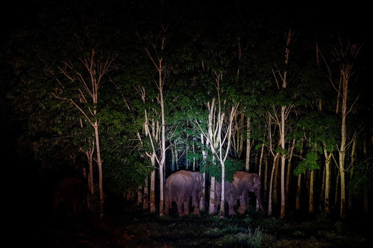 Sumatran Elephant-Garry Lotulung-020