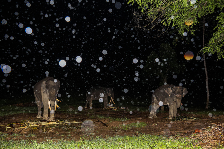 Sumatran Elephant-Garry Lotulung-021