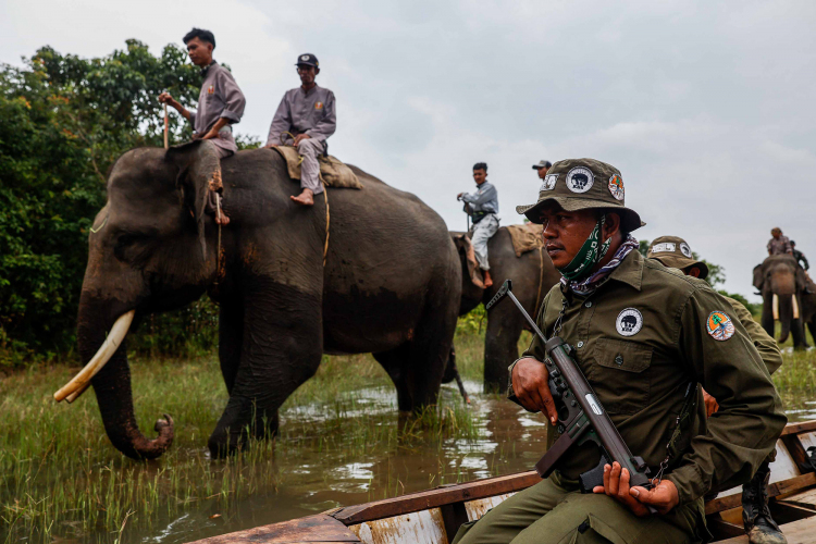 Sumatran Elephant-Garry Lotulung-003