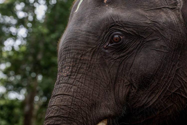 Protecting the endangered Sumatran Elephant