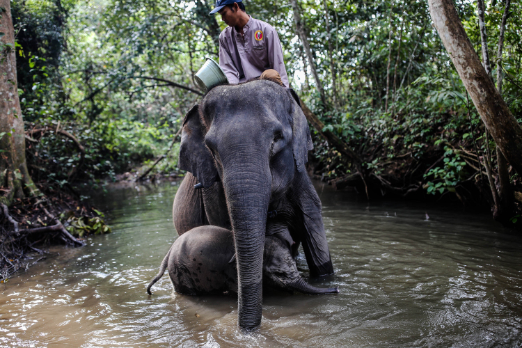 Protecting the endangered Sumatran Elephant