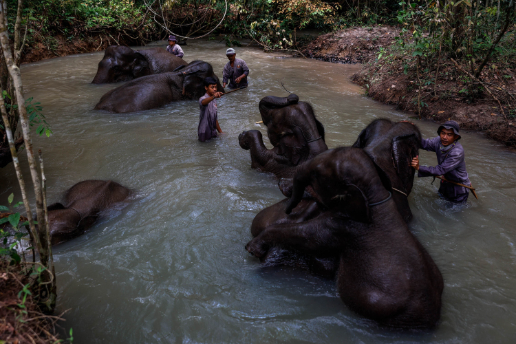 Protecting the endangered Sumatran Elephant