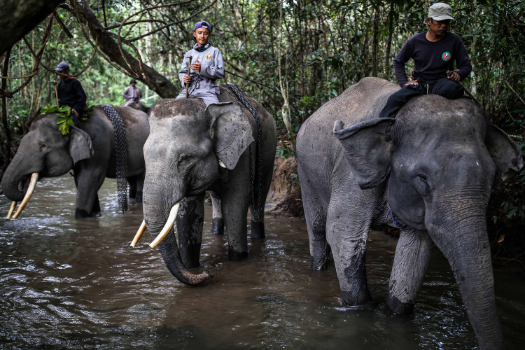 Sumatran Elephant-Garry Lotulung-006