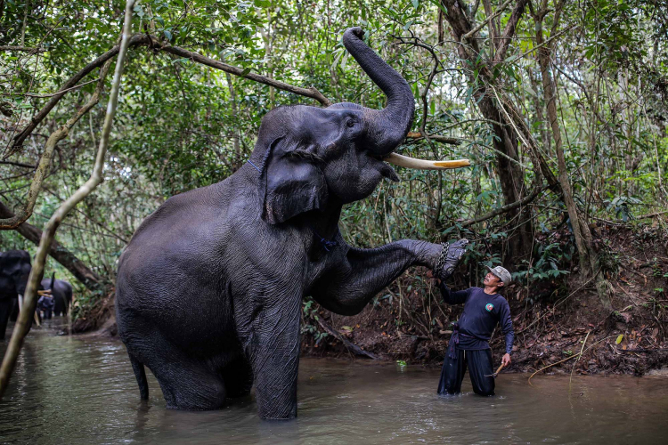 Sumatran Elephant-Garry Lotulung-007
