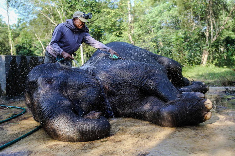 Sumatran Elephant-Garry Lotulung-008