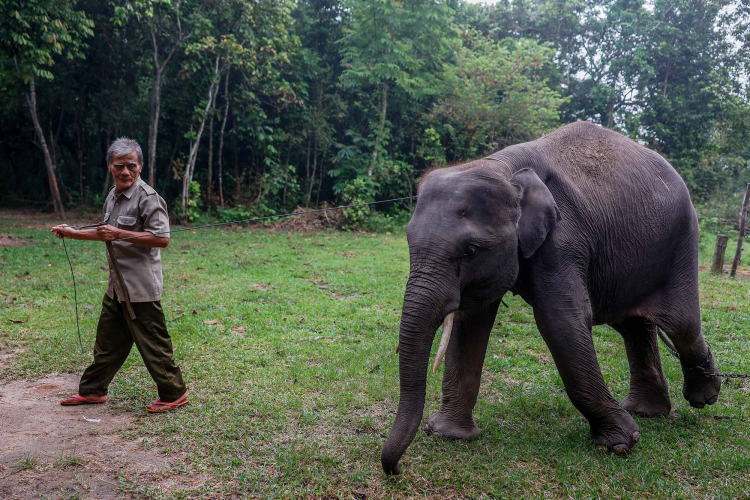 Sumatran Elephant-Garry Lotulung-009