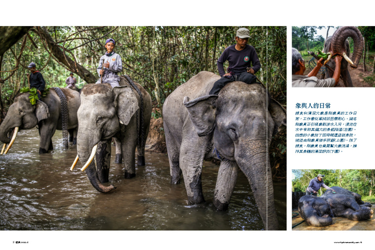 Sumatran Elephant in Rhythms Monthly Magazine