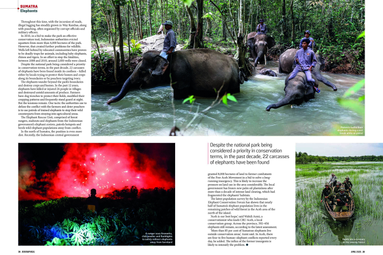 Sumatran Elephant in Geographical Magazine