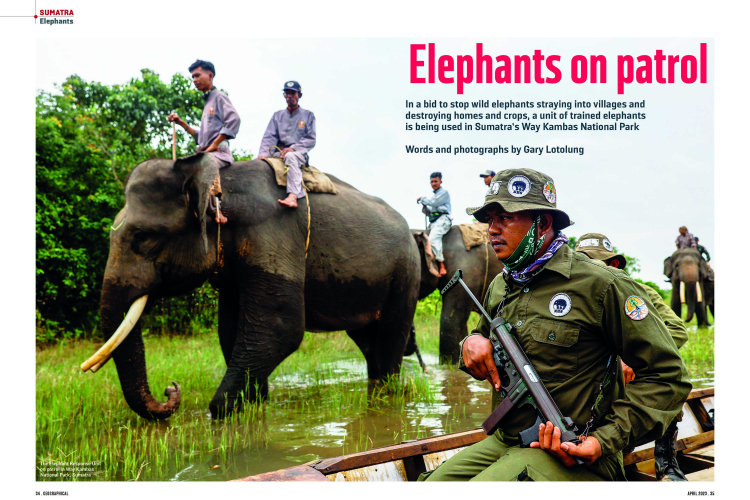 Sumatran Elephant in Geographical Magazine