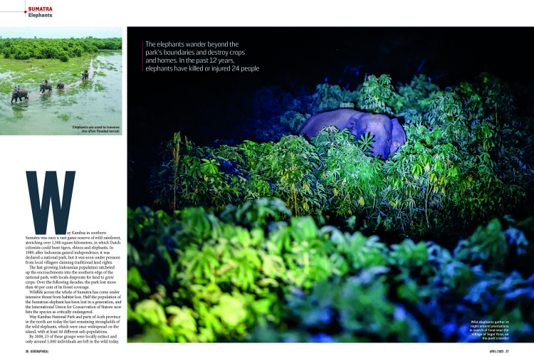 Sumatran Elephant in Geographical Magazine