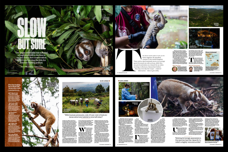 BBC-Wildlife-Magazine-The-Javan-Slow-Loris
