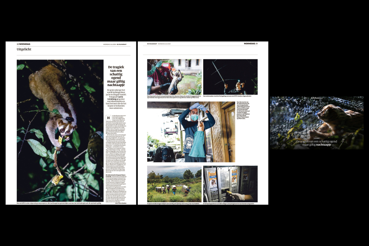 De Volkskrant Slow Loris