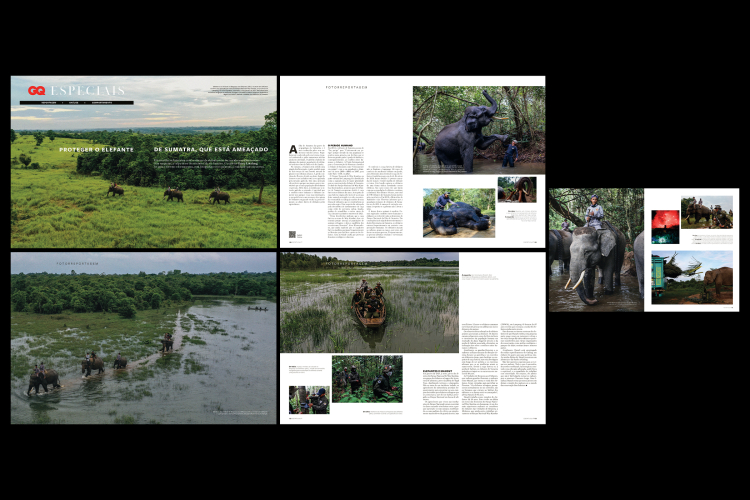 GQ Portugal Elephant Sumatra