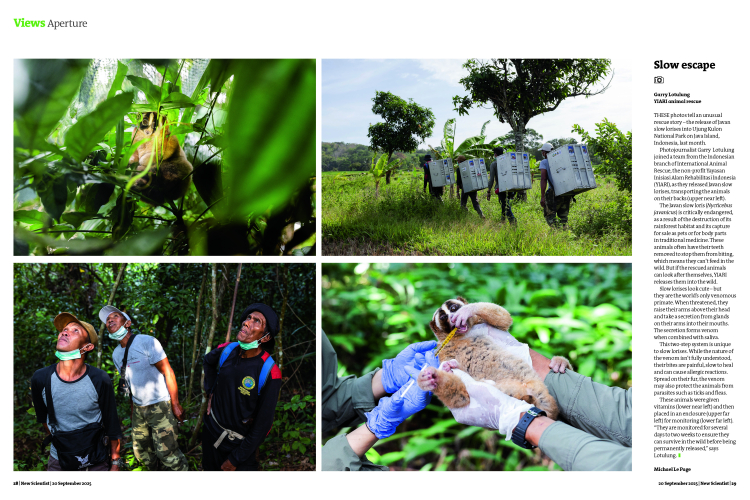 New-Scientist-Magazine-The-Javan-Slow-Loris