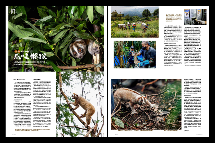 Rhythms Monthly Javan Slow Loris Story