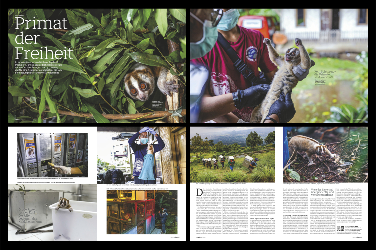 Stern-Magazine-The-Javan-Slow-Loris