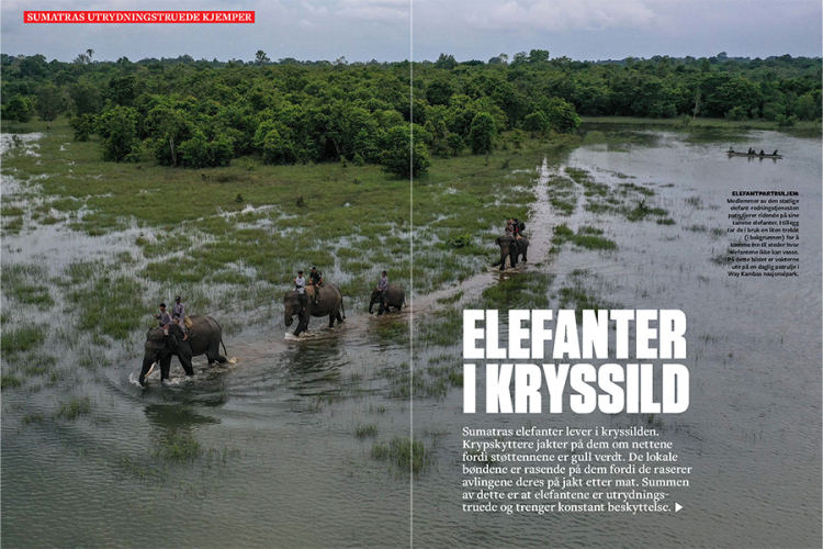 Sumatran Elephant in Vi Menn Magazine